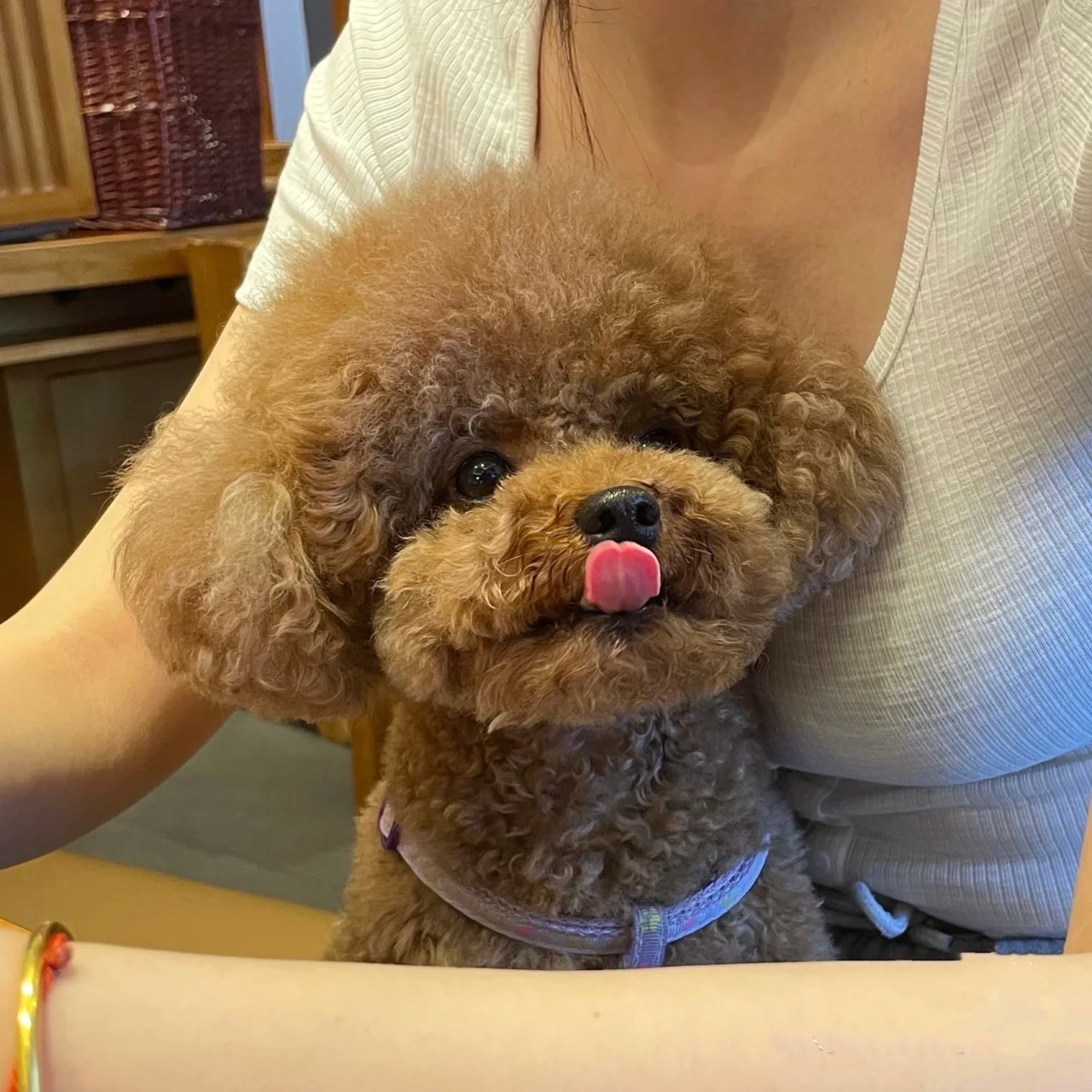 If Your Teddy Dog ​​whines At You, It May Be &quot;crying For Help&quot;